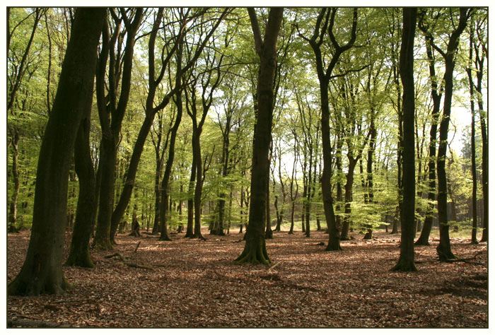 jufjanneke-nl-in-het-bos